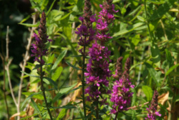 Lythrum salicariaGrote kattestaart bestellen